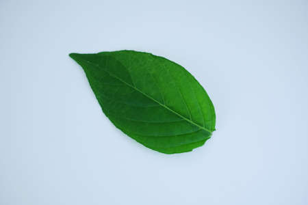 green leaf on white backgroundの写真素材