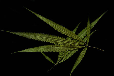 cannabis leaf on black background