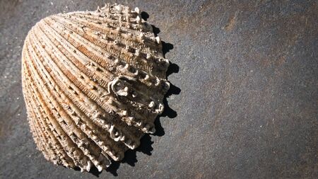 Old Sea shell on a grey stone.の写真素材