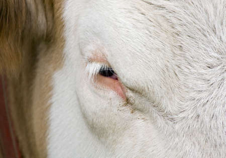 Close up of a domestic bulls eyeの写真素材