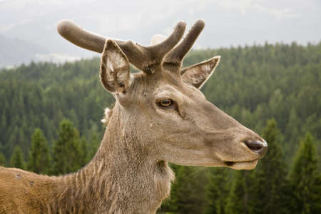Wild red deer deep in an Austrian forestの写真素材