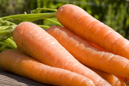 Fresh picked carrotsの写真素材