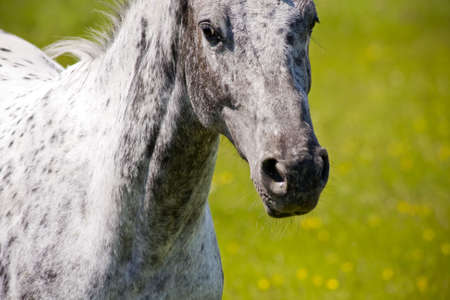 Close up headshot of a galloping horseの写真素材