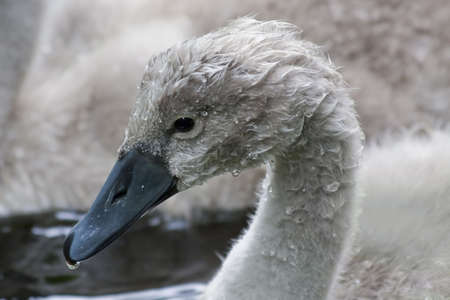 Close up of mute swan cygnetの写真素材