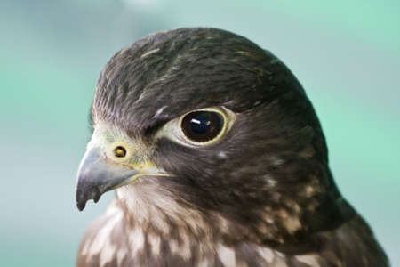 Close up of the head of a Falconの写真素材