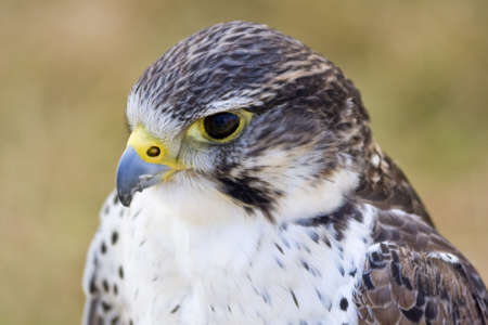 Close up of the head of a Falconの写真素材
