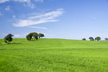 Green field and blue sky backgroundの写真素材