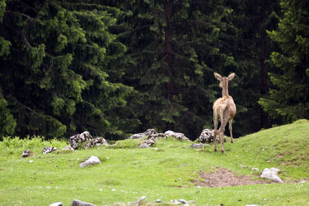 Wild red deer looking toward the forestの写真素材