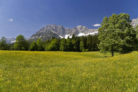Wild flower and buttercup mountain meadow sceneの写真素材