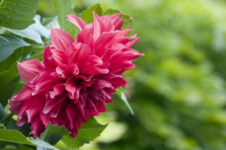 Pink Dahlia flower head with copy spaceの写真素材
