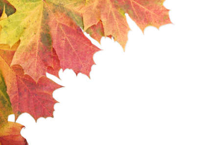 Frame edge made from selection of autumn Maple leavesの写真素材