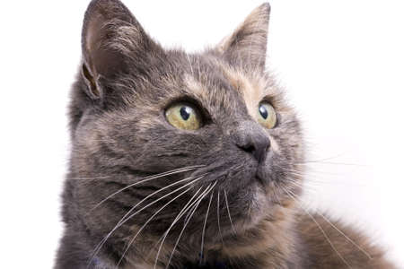 Senior domestic cat head staring to the right isolated on whiteの写真素材