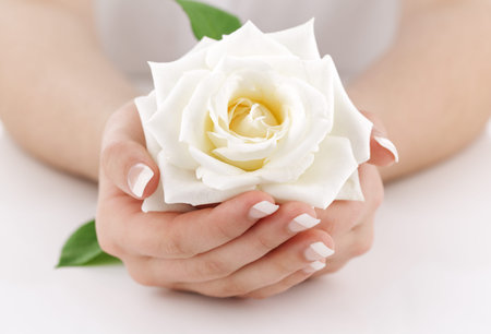 Woman's hands with manicured fingernails holding a white roseの写真素材