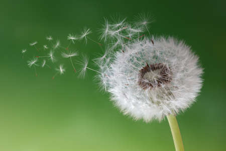 Dandelion seeds in the morning mist blowing away across a fresh green backgroundの写真素材