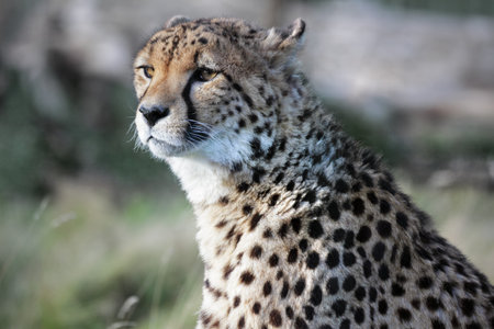 Wild african cheetah hunting prey