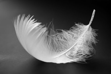 White feather on black background