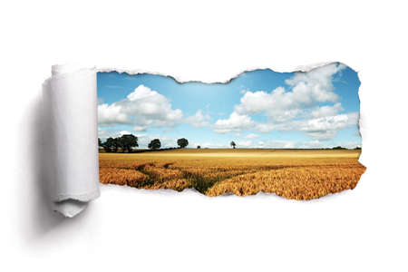 Tearing a paper frame hole to reveal wheat field landscapeの写真素材