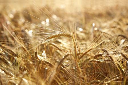 Evening sun streaming through a golden wheat fieldの写真素材