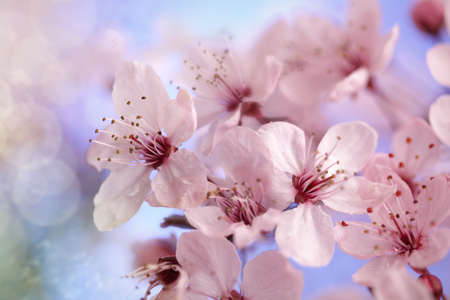 Cherry tree in full bloom, soft focus against blue sky concept for the season of springの写真素材