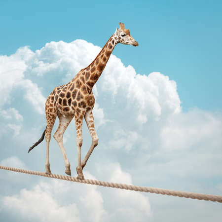 Giraffe balancing on a tightrope concept for risk, conquering adversity and achievementの写真素材