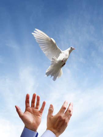 Releasing a white dove into the air concept for freedom, peace and spiritualityの写真素材