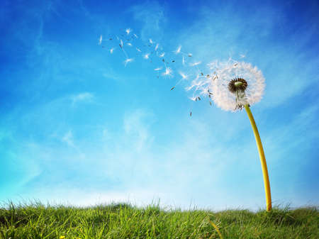 Dandelion with seeds blowing away in the wind across a clear blue sky with copy space