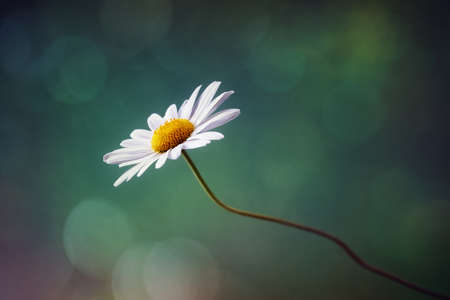 Daisy or camomile isolated nature background