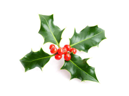 Christmas holiday holly decoration isolated on white backgroundの写真素材