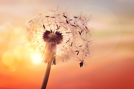 Dandelion silhouette against sunset with seeds blowing in the wind