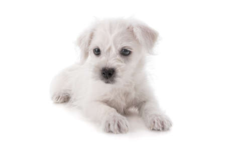 Maltese Westie or West Highland Terrier puppy dog isolated on white backgroundの写真素材