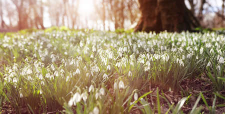 Snowdrops in forest morning sunlight Spring backgroundの写真素材