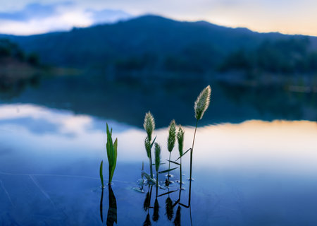 Green plants are reflected in the lake.の写真素材