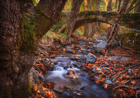 Autumn forest, moss covered trees, orange leaves, a river and an ancient bridge.の写真素材