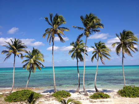 Bahamas Beach and Palms Treesの写真素材