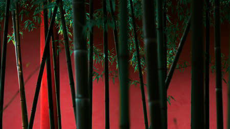 bamboo close upの写真素材