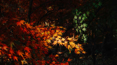 maple leavesの写真素材