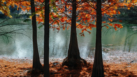 cedar beside the riverの写真素材