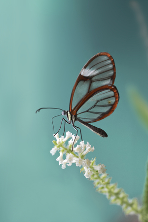 Butterfly is resting on the flowerの写真素材
