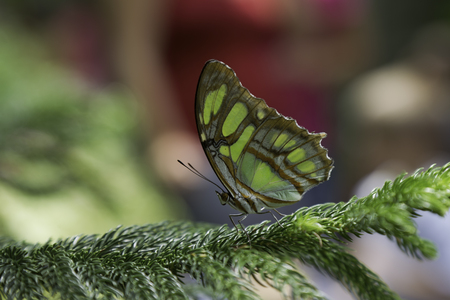 Malachite Butterfly is staying on the branch of the treeの写真素材