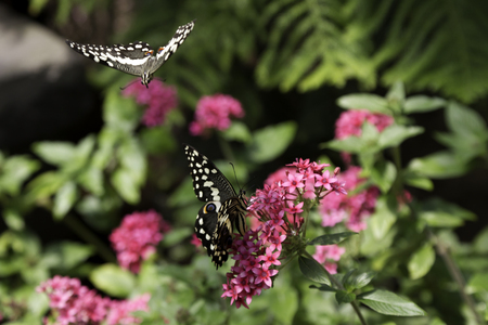 Two Citrus Swallowtail butterflies are flying around around in the fieldの写真素材