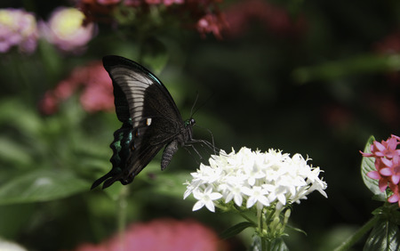 Emerald Peacock Swallowtail Butterfly is slurping nectar from the flower.の写真素材