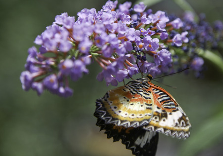 The Lacewing Butterfly is slurping nectar from the flower.の写真素材