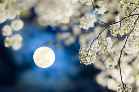 Full moon and pear flower at nightの写真素材