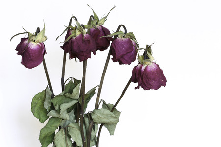 Dried roses on the white background.の写真素材