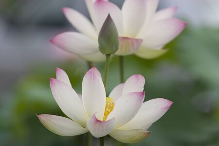 Water Lilies in the pound.の写真素材