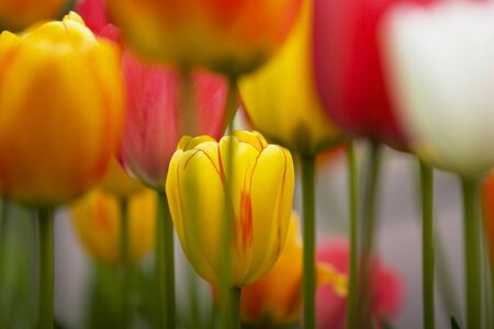 Beautiful tulips with multi colorsの写真素材