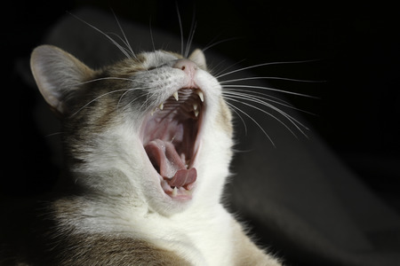 Yawning cat against black backgroundの写真素材