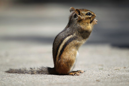 A chipmunk is standing and lookingの写真素材