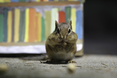 A chipmunk is holding peanut.の写真素材