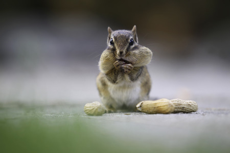 A chipmunk is holding peanuts.の写真素材